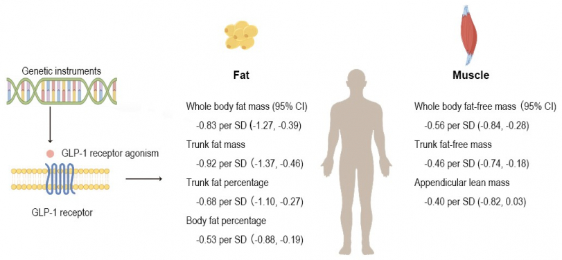 The research team provides genetic evidence that GLP-1 receptor agonists are associated with a reduction in both fat and muscle, and the relative reduction is greater in fat than in muscle.
 